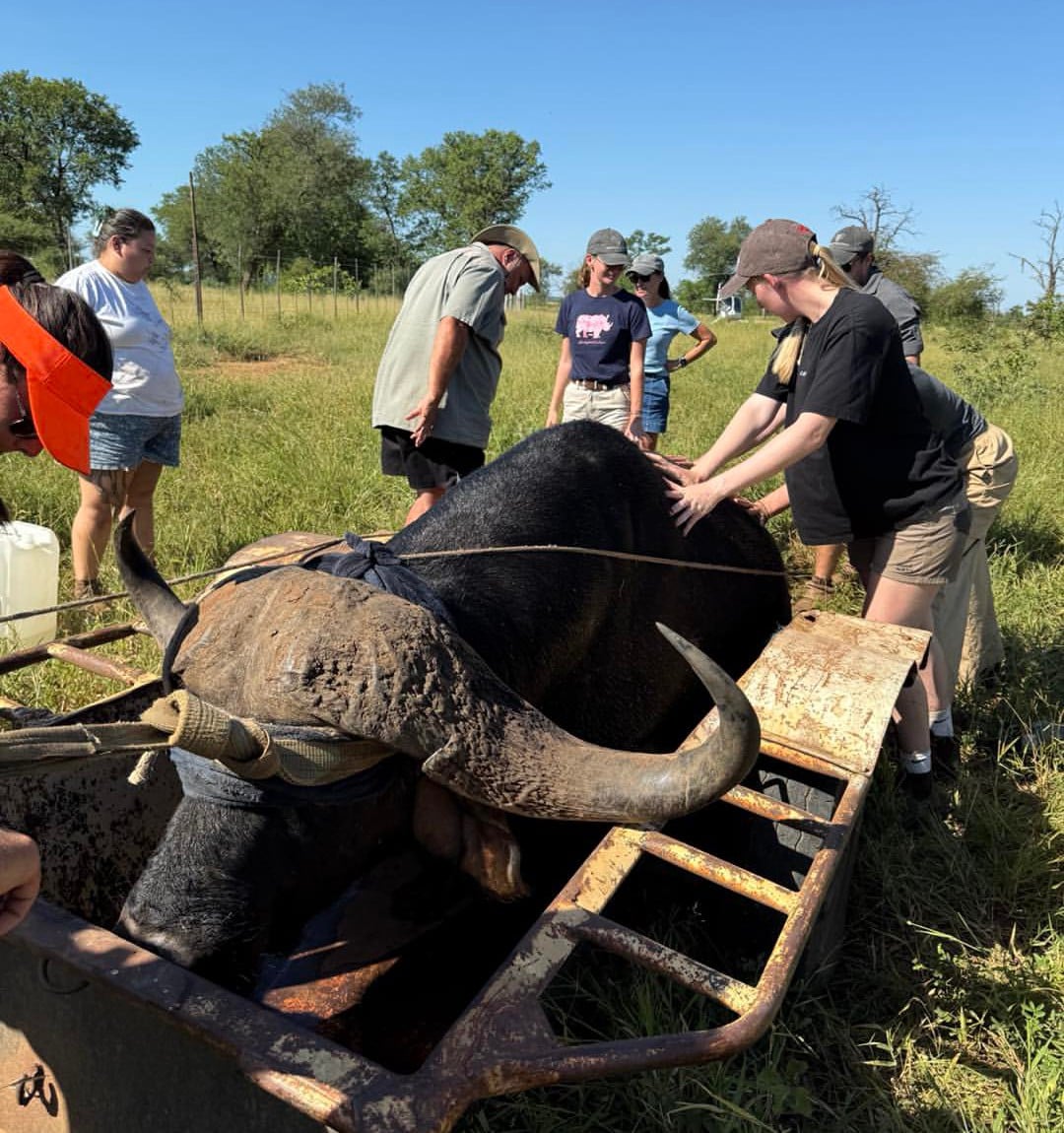 Tanzania & Zanzibar Wildlife Veterinary Expedition